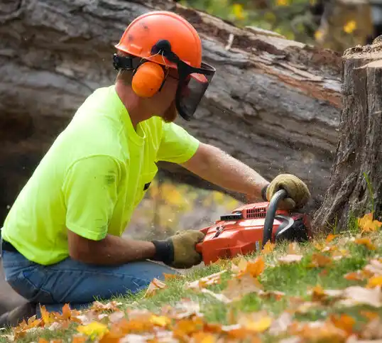 tree services Ohio City